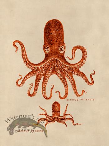 Octopus Orange 13